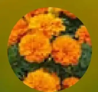 Hellweg Beet-Balkonpflanzen Tagetes Angebot
