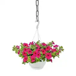 Hellweg Plantiflor Ampelpflanze Angebot