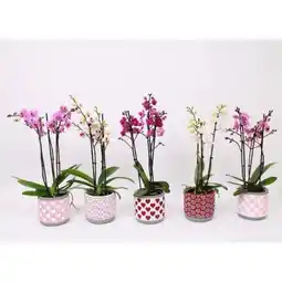 Hellweg Plantiflor Schmetterlings-Orchidee 3-Trieber Angebot