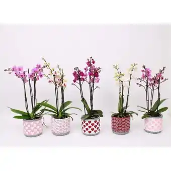 Hellweg Plantiflor Schmetterlings-Orchidee 3-Trieber Angebot