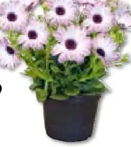 Hellweg Plantiflor Kapkörbchen Angebot