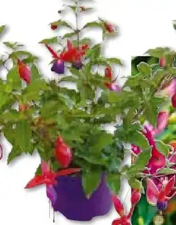 Hellweg Plantiflor Fuchsie Angebot