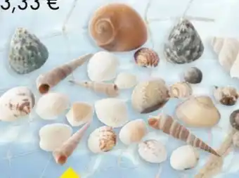 TEDi Deko Muscheln Angebot