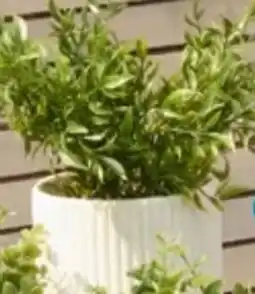 TEDi Blumentopf Angebot