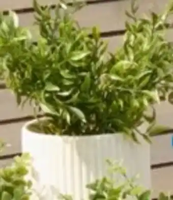 TEDi Blumentopf Angebot