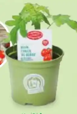 Hofer Zurück zum Ursprung Bio-Tomatenrarität Angebot