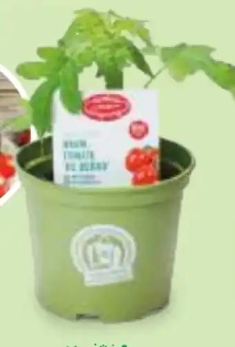 Hofer Zurück zum Ursprung Bio-Tomatenrarität Angebot