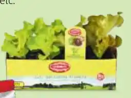Hofer Zurück zum Ursprung Bio-Salatpflanzen Angebot