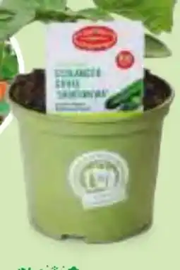Hofer Zurück zum Ursprung Bio-Fruchtgemüsepflanze Angebot