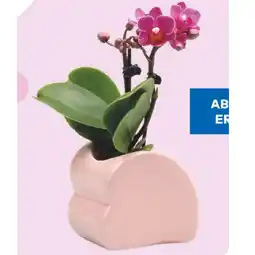 T&G Phalaenopsis Mini T&G Angebot