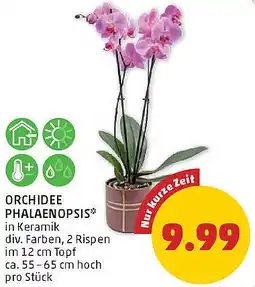 PENNY Orchidee phalaenopsis Angebot