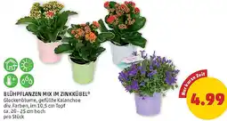 PENNY Blühpflanzen mix im zinkkübel Angebot