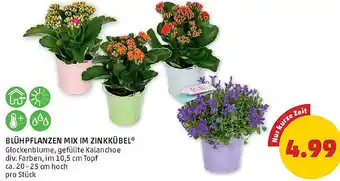 PENNY Blühpflanzen mix im zinkkübel Angebot