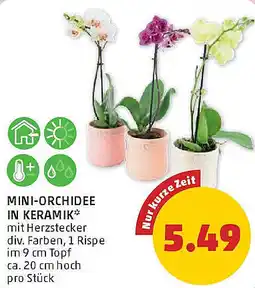 PENNY Mini-orchidee in keramik Angebot