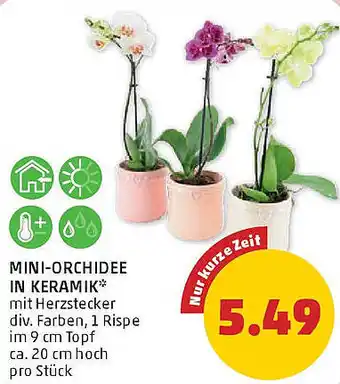 PENNY Mini-orchidee in keramik Angebot