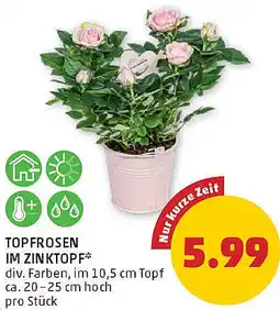 PENNY Topfrosen im zinktopf Angebot