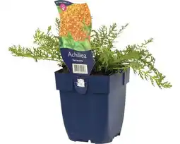 Hornbach Schafgarbe FloraSelf Achillea millefolium 'Terracotta' H 5-30 cm Co 0,5 L Angebot