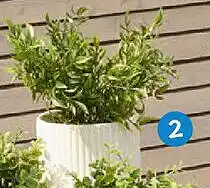 TEDi Blumentopf Angebot