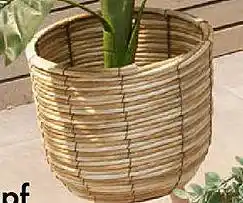 TEDi Blumentopf Angebot