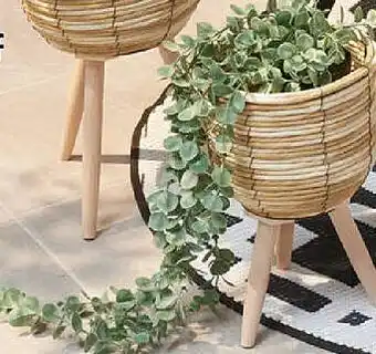 TEDi Eukalyptus im Topf Angebot