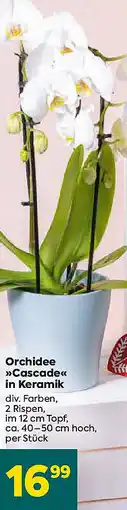 Billa Orchidee Cascade in Keramik Angebot