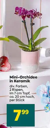 Billa Mini-Orchidee in Keramik Angebot