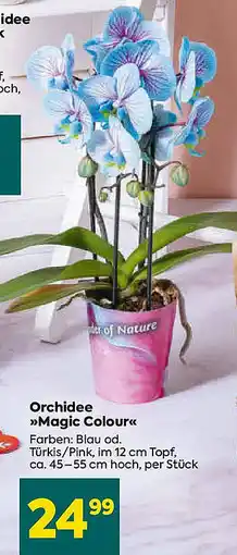 Billa Orchidee >>Magic Colour Angebot