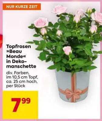 Billa Topfrosen Beau Monde in Dekomanschette Angebot