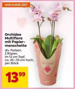 Billa Orchidee Multiflora mit Papiermanschette Angebot