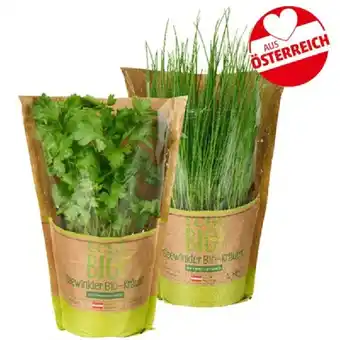 PENNY Kräuter Töpfe div. Sorten Penny Angebot