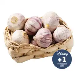 PENNY Knollenknoblauch Penny Angebot
