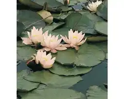 Hornbach Seerose FloraSelf Nymphaea marliaceae 'Carnea' Ø 11 cm Topf Angebot