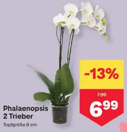 MPreis Phalaenopsis 2 Trieber Angebot