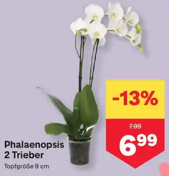 MPreis Phalaenopsis 2 Trieber Angebot