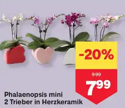 MPreis Phalaenopsis mini 2 Trieber in Herzkeramik Angebot
