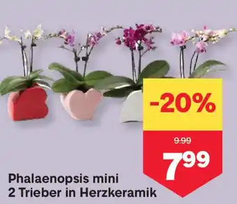 MPreis Phalaenopsis mini 2 Trieber in Herzkeramik Angebot