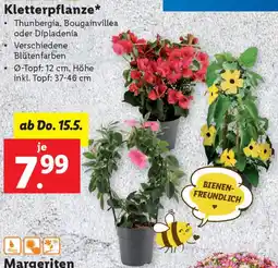 Lidl Kletterpflanze Angebot