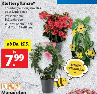 Lidl Kletterpflanze Angebot