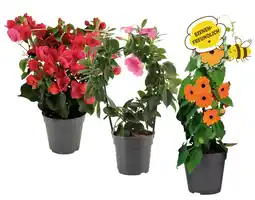 Lidl Kletterpflanze Verschiedene Blütenfarben Lidl Angebot