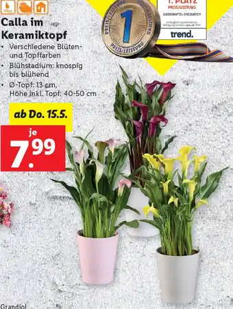 Lidl Calla im Keramiktopf Angebot