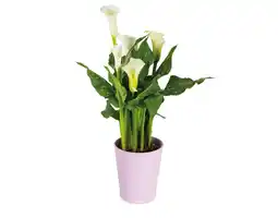 Lidl Calla im Keramiktopf verschiedene Blüten- und Topffarben Lidl Angebot