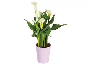 Lidl Calla im Keramiktopf verschiedene Blüten- und Topffarben Lidl Angebot