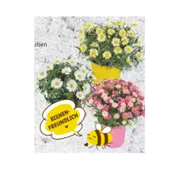 Lidl Margeriten versch. Blütenfarben Lidl Angebot
