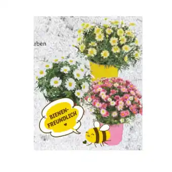Lidl Margeriten versch. Blütenfarben Lidl Angebot