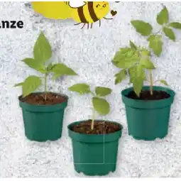 Lidl Bio-Gemüsepflanze div. Sorten Lidl Angebot