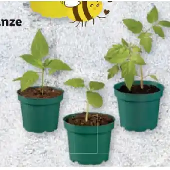 Lidl Bio-Gemüsepflanze div. Sorten Lidl Angebot