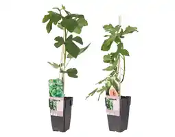 Lidl Ficus Carica (Feige) Lidl Angebot