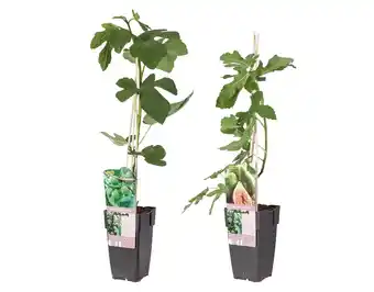 Lidl Ficus Carica (Feige) Lidl Angebot
