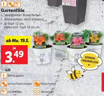 Lidl Gartenlilie Angebot