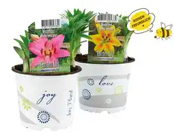 Lidl Gartenlilie Verschiedene Blütenfarben Lidl Angebot